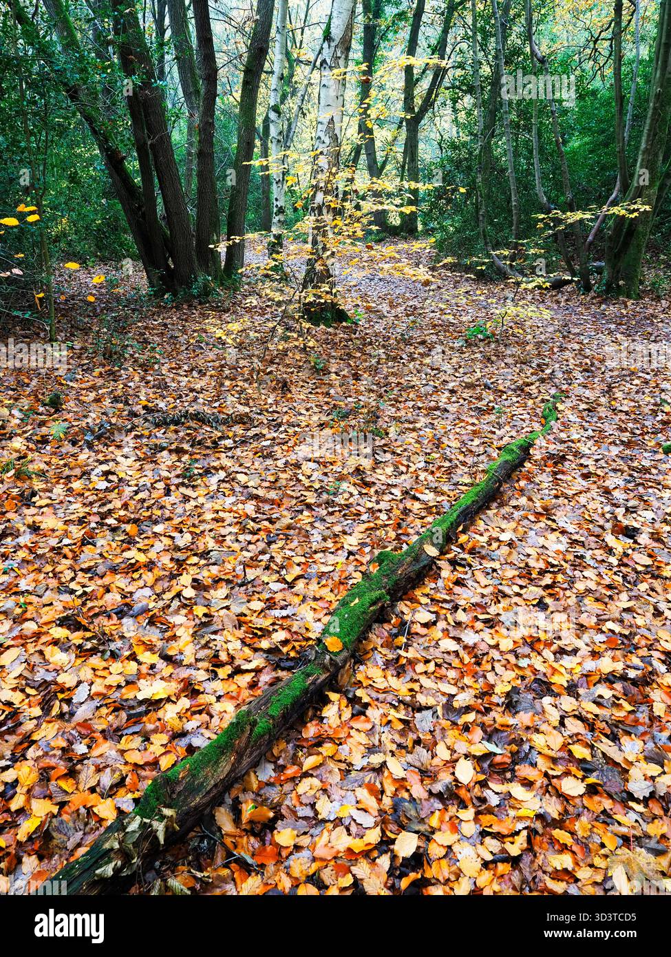 Moss ha ricoperto l'albero caduto su un tappeto di foglie autunnali a Nidd Gorge Woods Knaresborough North Yorkshire Inghilterra Foto Stock