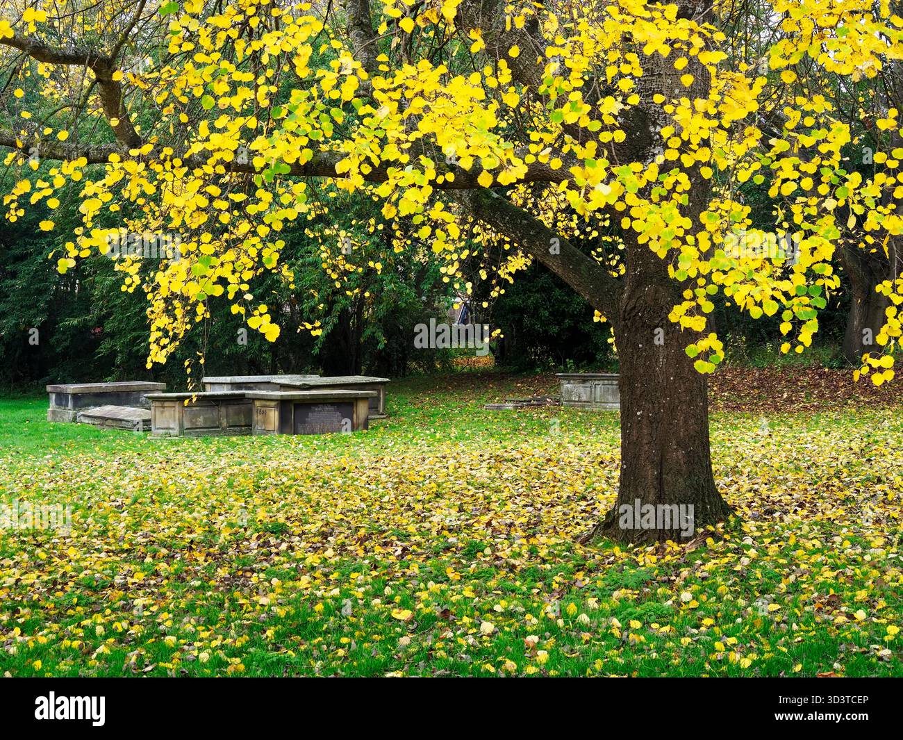 Albero autunnale retroilluminato a St Johns Churchyard Knaresborough, North Yorkshire, Inghilterra Foto Stock