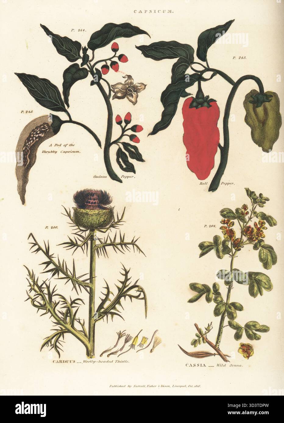 Pepe di Guinea e peperone, Capsicum annuum, cardo dalla testa lanosa, Cirsium eriophorum e senna selvatica o americana, Senna hebecarpa. Incisione in rame colorato a mano da The Universal Herbal, or Botanical, Medical and Agricultural Dictionary di Thomas Green, Caxton, Londra, 1824. Foto Stock