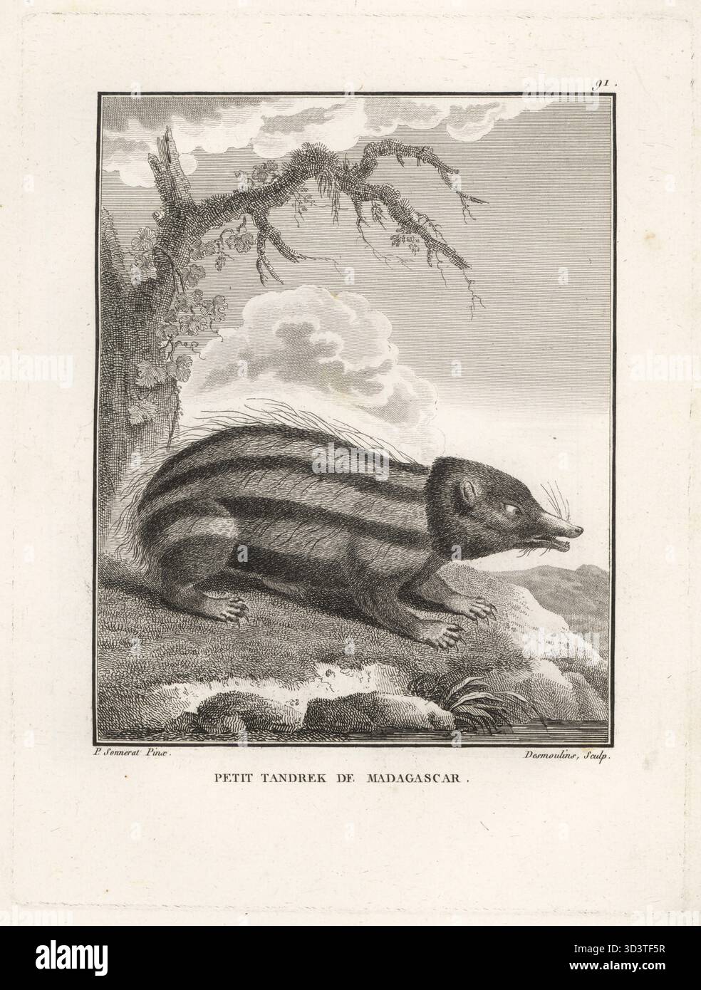 Tenrec striato di pianura, Hemicentetes semispinosus. Petit tandrek de Madagascar, Erinaceus setosus. Incisione Copperplate di Desmoulins dopo un'illustrazione di Pierre Sonnerat dal suo Voyage aux Indes Orientales et à la Chine (viaggio nelle Indie Orientali e Cina, Dentu, Parigi, 1806. Foto Stock
