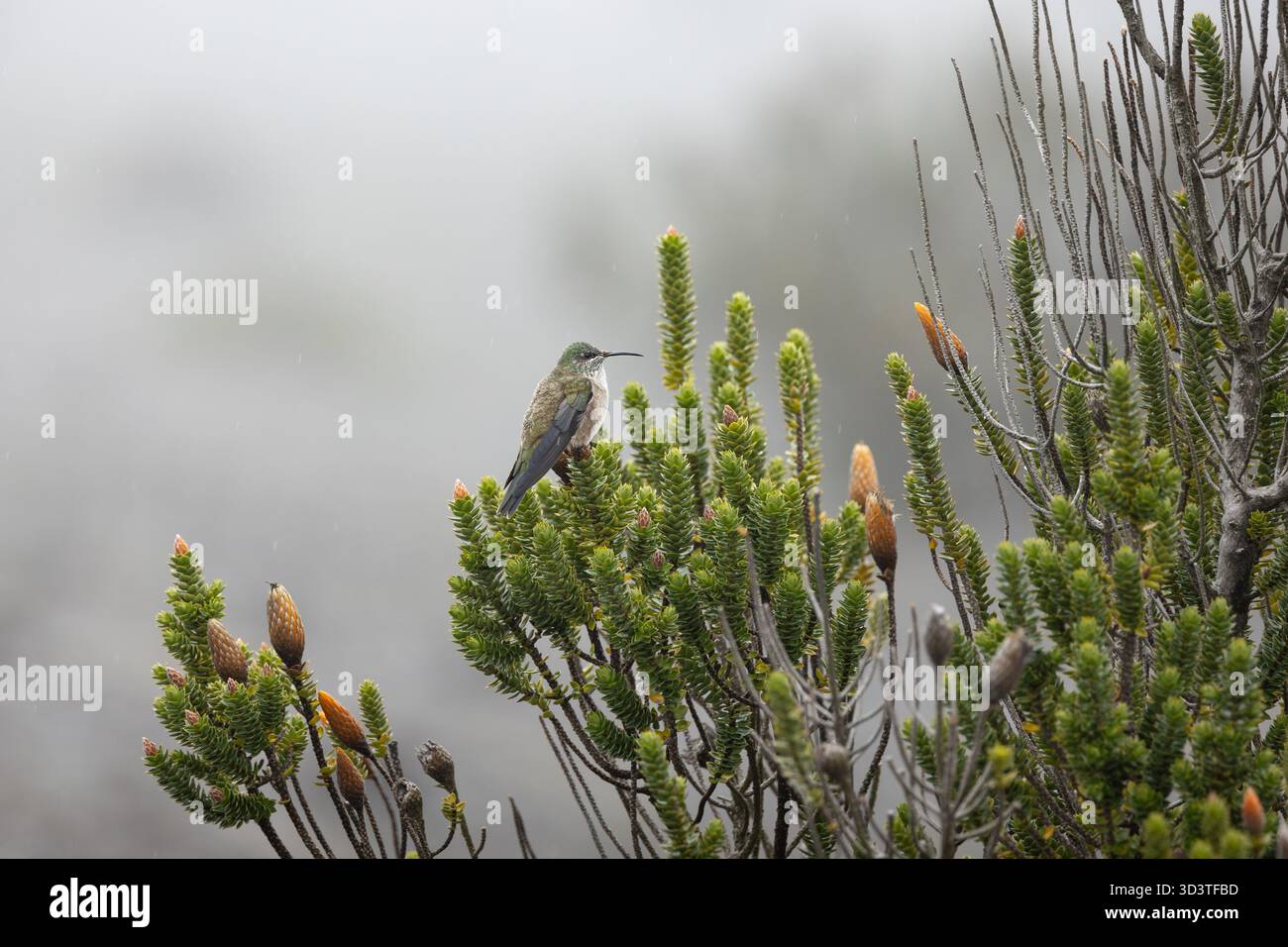 Chimborazo Hillstar (Oreotrochilus chimborazo chimborazo) arroccato sull'arbusto di Chuquiraga nel Páramo sulle pendici del monte Chimborazo, Ecuador. Foto Stock