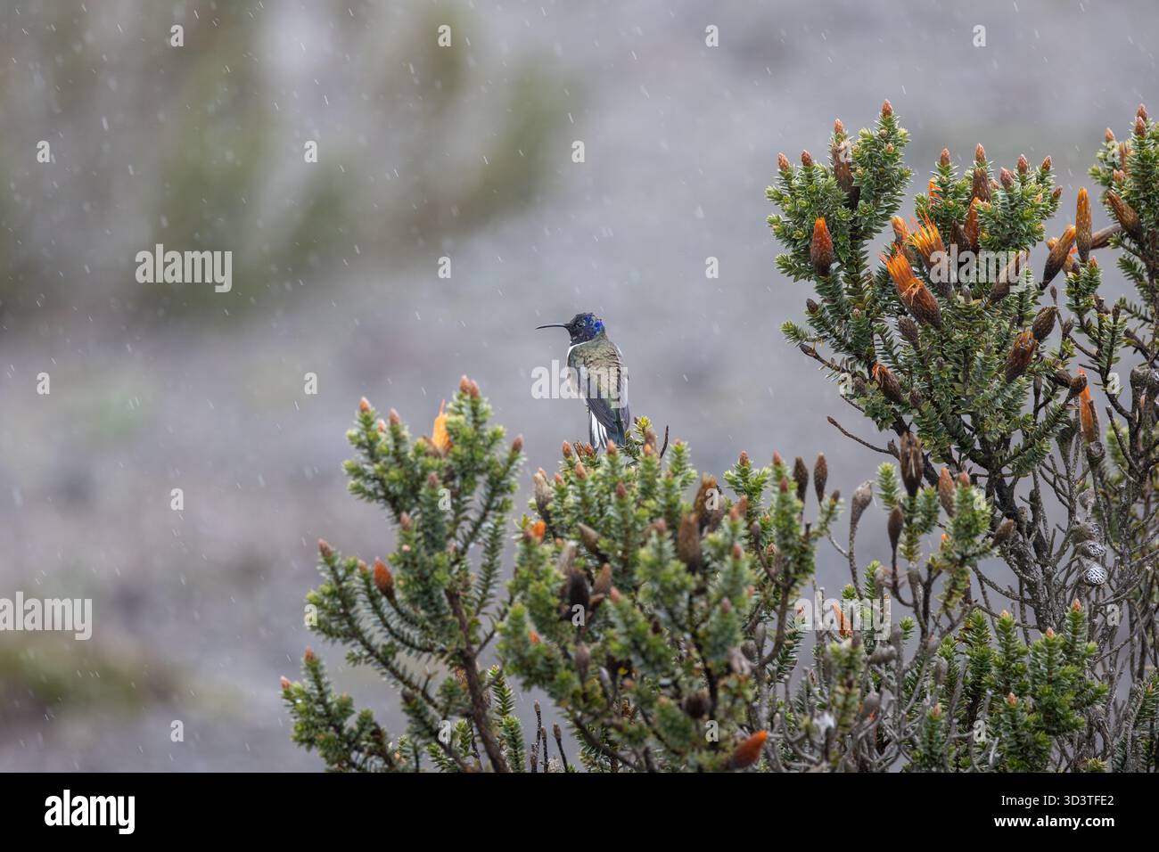 Chimborazo Hillstar (Oreotrochilus chimborazo chimborazo) arroccato sull'arbusto di Chuquiraga nel Páramo sulle pendici del monte Chimborazo, Ecuador. Foto Stock