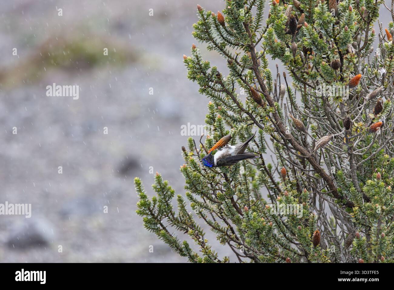 Chimborazo Hillstar (Oreotrochilus chimborazo chimborazo) arroccato sull'arbusto di Chuquiraga nel Páramo sulle pendici del monte Chimborazo, Ecuador. Foto Stock