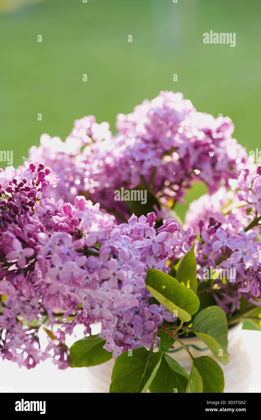un bellissimo bouquet di lillas viola chiaro in un vaso bianco, collocato su un tavolo in un giardino verde. una scena fresca e serena che cattura la bellezza romantica Foto Stock
