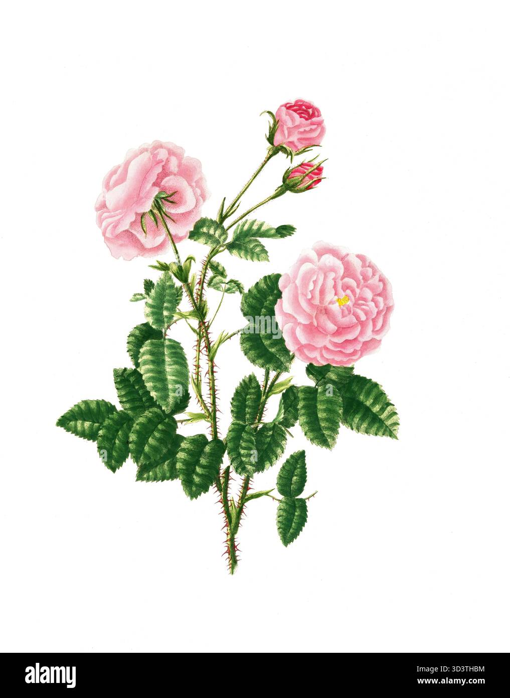 Pianta coltivata, rosa ibrida da da tè, fioritura, rosa centifolia, rosa petit centesiliata, illustrazione, riproduzione di un originale del xix secolo. File autentico ripristinato per un utilizzo ottimale, data esatta dell'originale sconosciuta, cronologia. Foto Stock