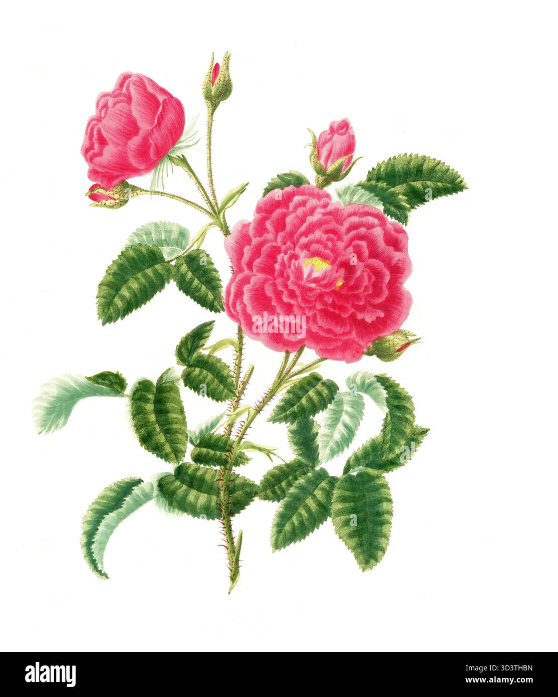 Pianta coltivata, rosa ibrida da da tè, fioritura, Rosa centifolia, Bishop Rose, illustrazione, riproduzione di un originale del xix secolo. File autentico ripristinato per un utilizzo ottimale, data esatta dell'originale sconosciuta, cronologia. Foto Stock