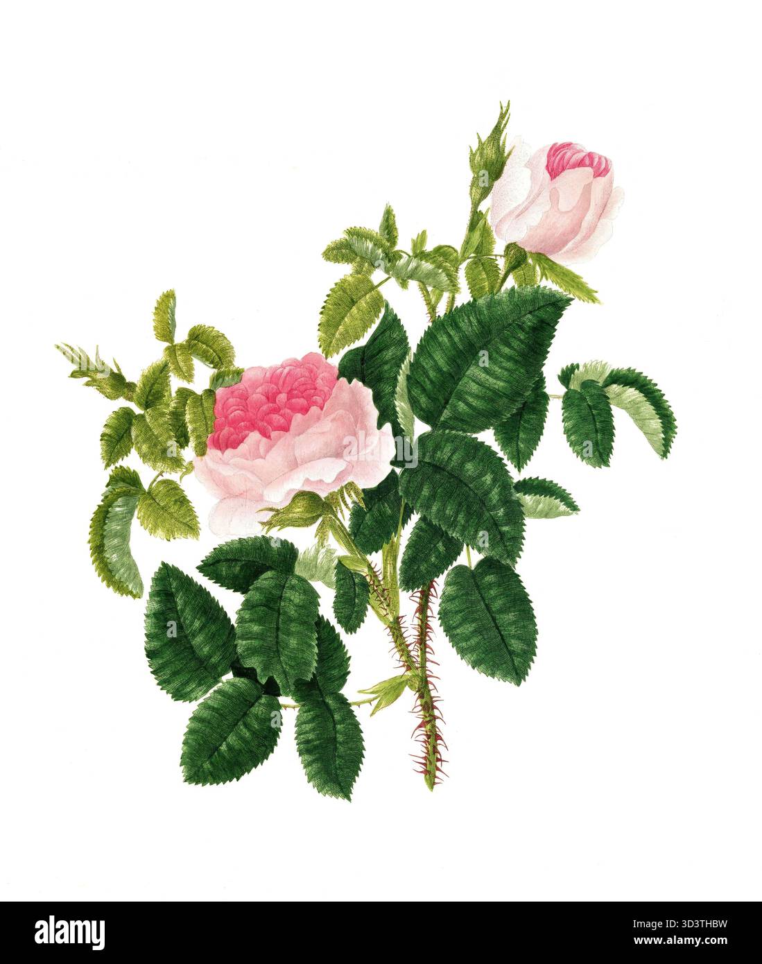 Pianta coltivata, rosa ibrida da da tè, fioritura, rosa centifolia, rosa reale, illustrazione, riproduzione di un originale del xix secolo. File autentico ripristinato per un utilizzo ottimale, data esatta dell'originale sconosciuta, cronologia. Foto Stock
