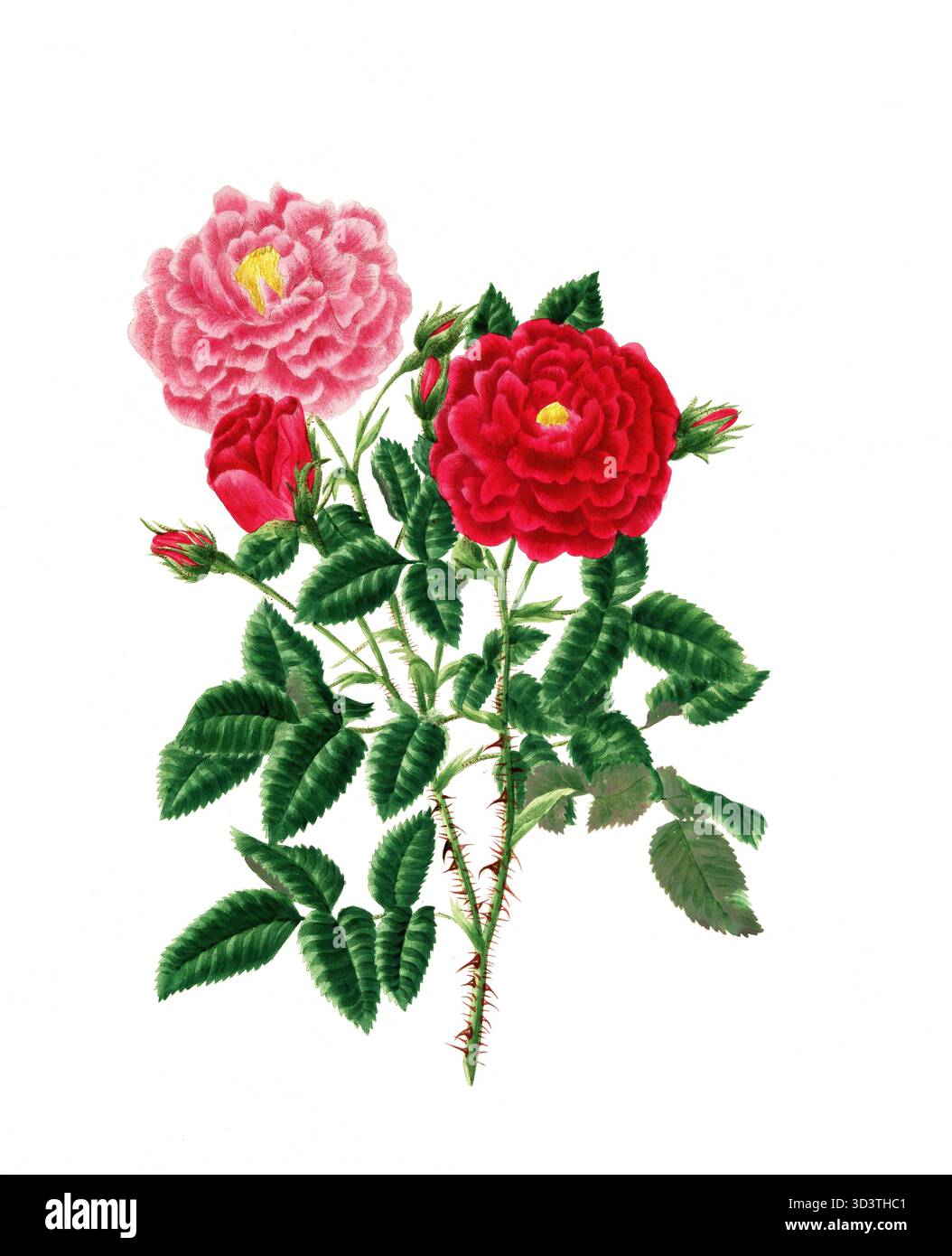 Pianta coltivata, rosa ibrida da da tè, fioritura, rosa centifolia, rosa stepney, illustrazione, riproduzione di un originale del xix secolo. File autentico ripristinato per un utilizzo ottimale, data esatta dell'originale sconosciuta, cronologia. Foto Stock