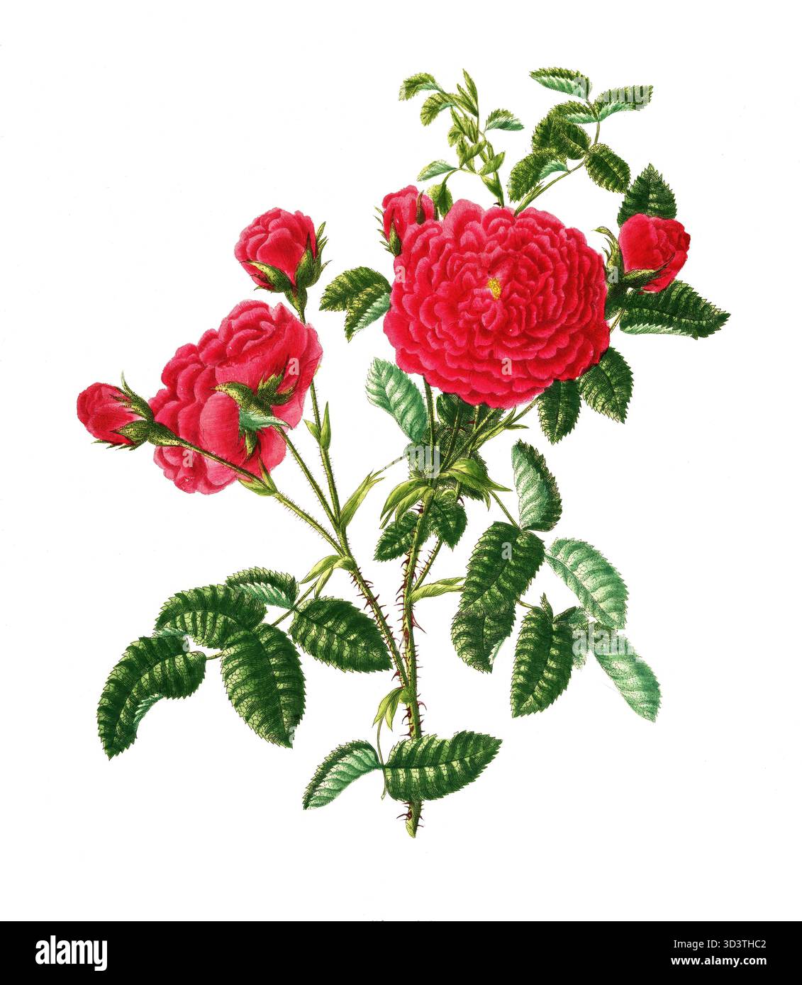 Pianta coltivata, rosa ibrida da da tè, fioritura, rosa centifolia, rosa sultano, illustrazione, riproduzione di un originale del xix secolo. File autentico ripristinato per un utilizzo ottimale, data esatta dell'originale sconosciuta, cronologia. Foto Stock