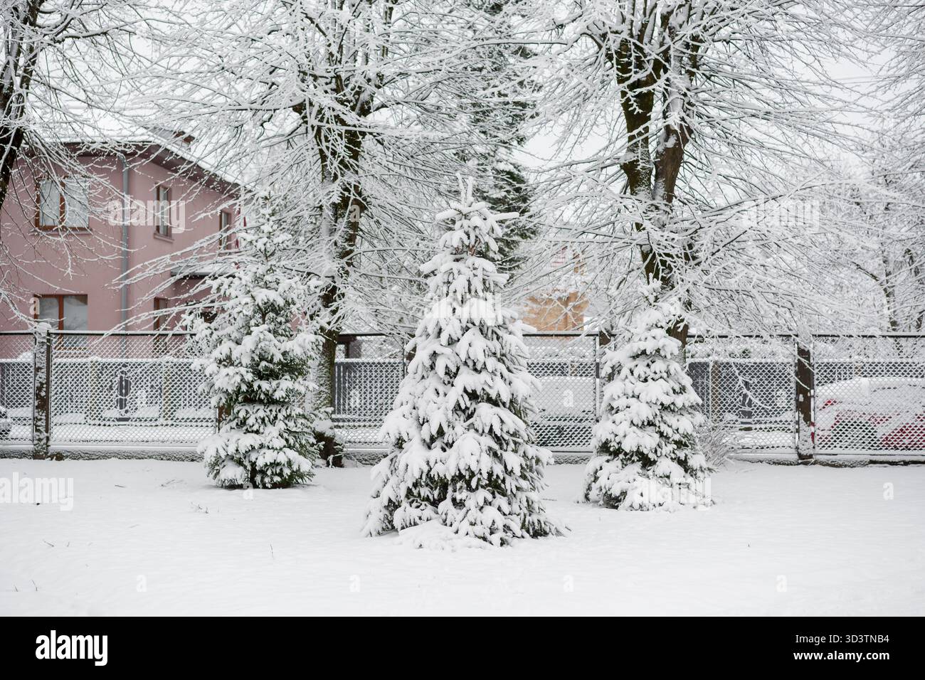 foto di piccoli abeti innevati in una nevicata nel cortile di una casa, fotografati con una messa a fuoco differenziale da un normale angolo di fotografia Foto Stock