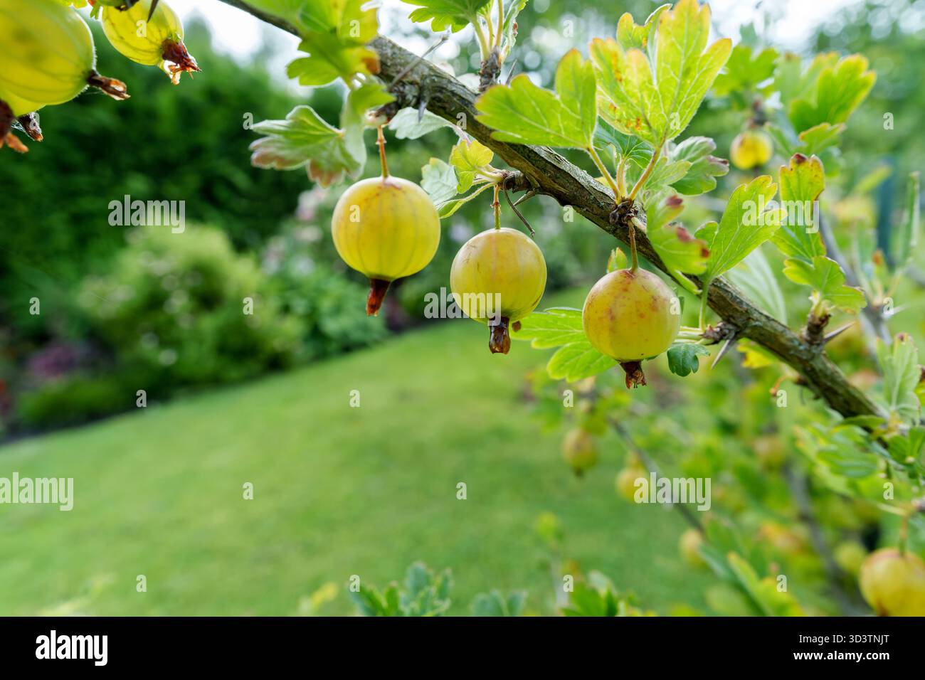 Abbondanti uva spina verde pende su un ramo di cespuglio, circondato da foglie lussureggianti. Un ambiente fresco, naturale e invitante per il raccolto estivo in un ambiente luminoso e naturale Foto Stock