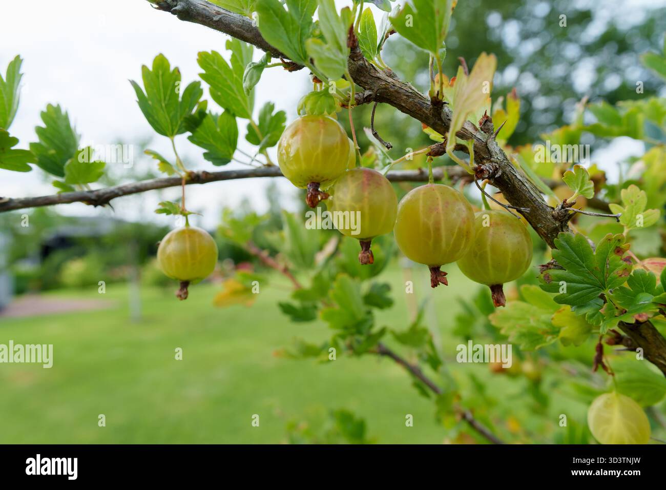 Abbondanti uva spina verde pende su un ramo di cespuglio, circondato da foglie lussureggianti. Un ambiente fresco, naturale e invitante per il raccolto estivo in un ambiente luminoso e naturale Foto Stock