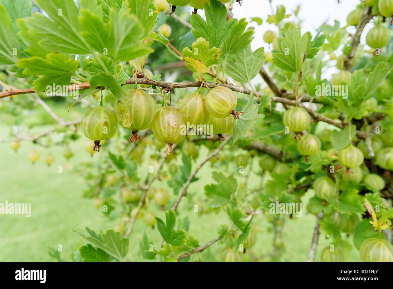 Abbondanti uva spina verde pende su un ramo di cespuglio, circondato da foglie lussureggianti. Un ambiente fresco, naturale e invitante per il raccolto estivo in un ambiente luminoso e naturale Foto Stock