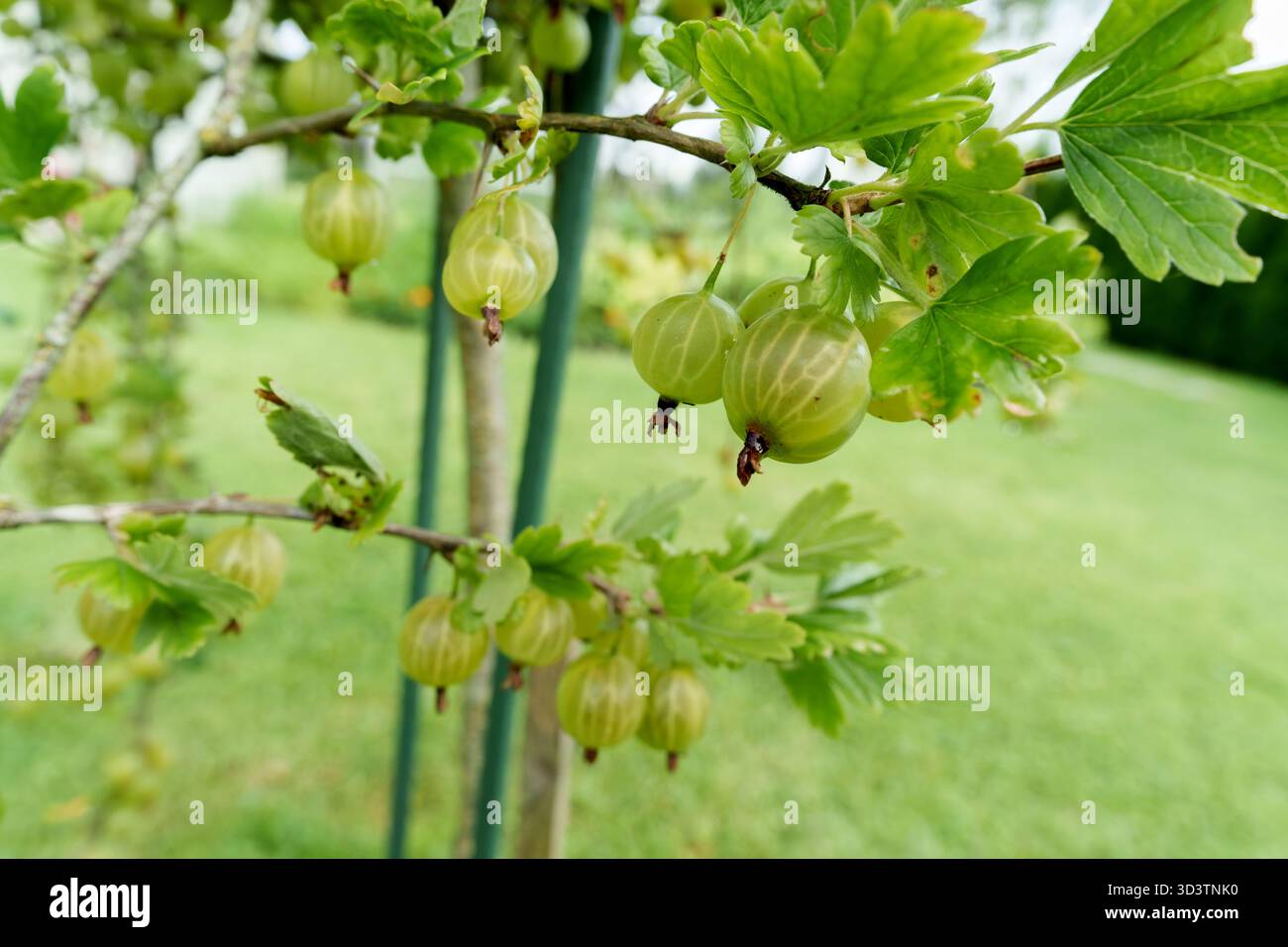Abbondanti uva spina verde pende su un ramo di cespuglio, circondato da foglie lussureggianti. Un ambiente fresco, naturale e invitante per il raccolto estivo in un ambiente luminoso e naturale Foto Stock