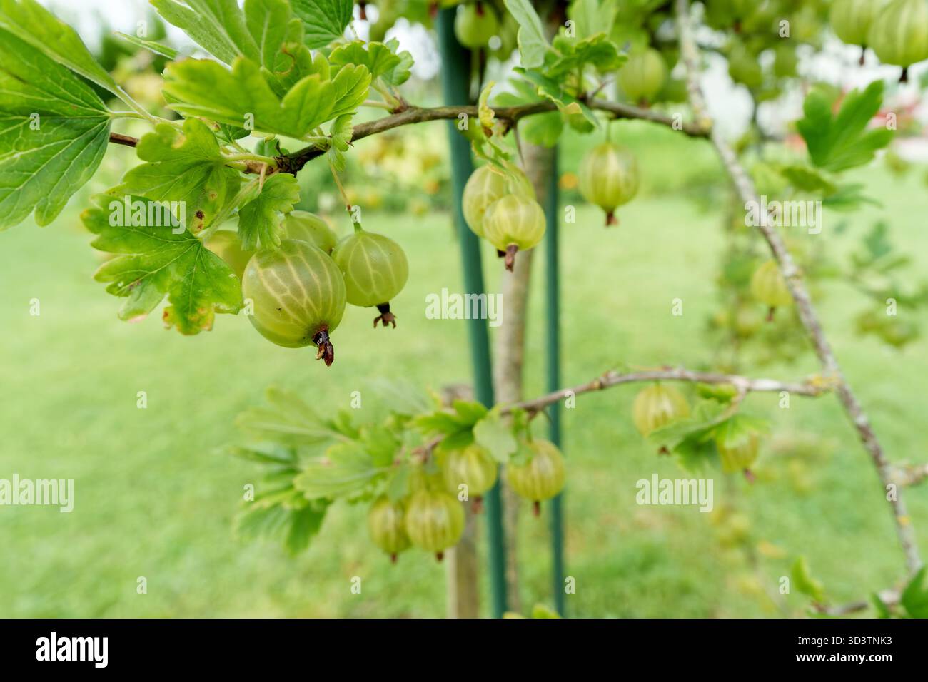 Abbondanti uva spina verde pende su un ramo di cespuglio, circondato da foglie lussureggianti. Un ambiente fresco, naturale e invitante per il raccolto estivo in un ambiente luminoso e naturale Foto Stock