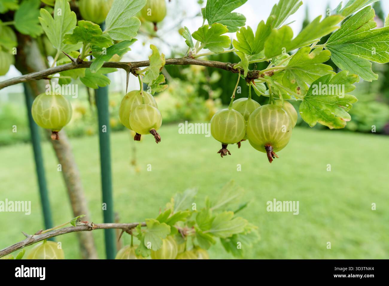 Abbondanti uva spina verde pende su un ramo di cespuglio, circondato da foglie lussureggianti. Un ambiente fresco, naturale e invitante per il raccolto estivo in un ambiente luminoso e naturale Foto Stock
