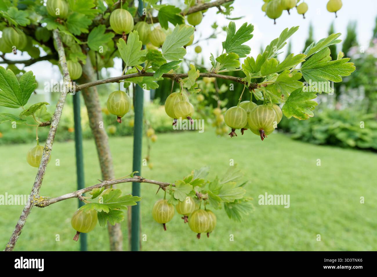 Abbondanti uva spina verde pende su un ramo di cespuglio, circondato da foglie lussureggianti. Un ambiente fresco, naturale e invitante per il raccolto estivo in un ambiente luminoso e naturale Foto Stock