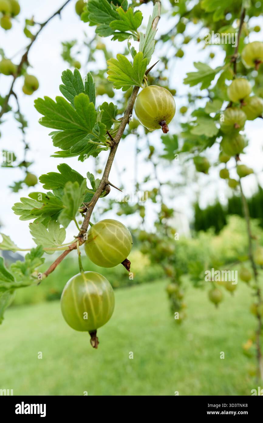 Abbondanti uva spina verde pende su un ramo di cespuglio, circondato da foglie lussureggianti. Un ambiente fresco, naturale e invitante per il raccolto estivo in un ambiente luminoso e naturale Foto Stock