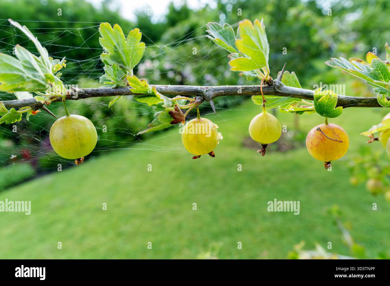 Abbondanti uva spina verde pende su un ramo di cespuglio, circondato da foglie lussureggianti. Un ambiente fresco, naturale e invitante per il raccolto estivo in un ambiente luminoso e naturale Foto Stock