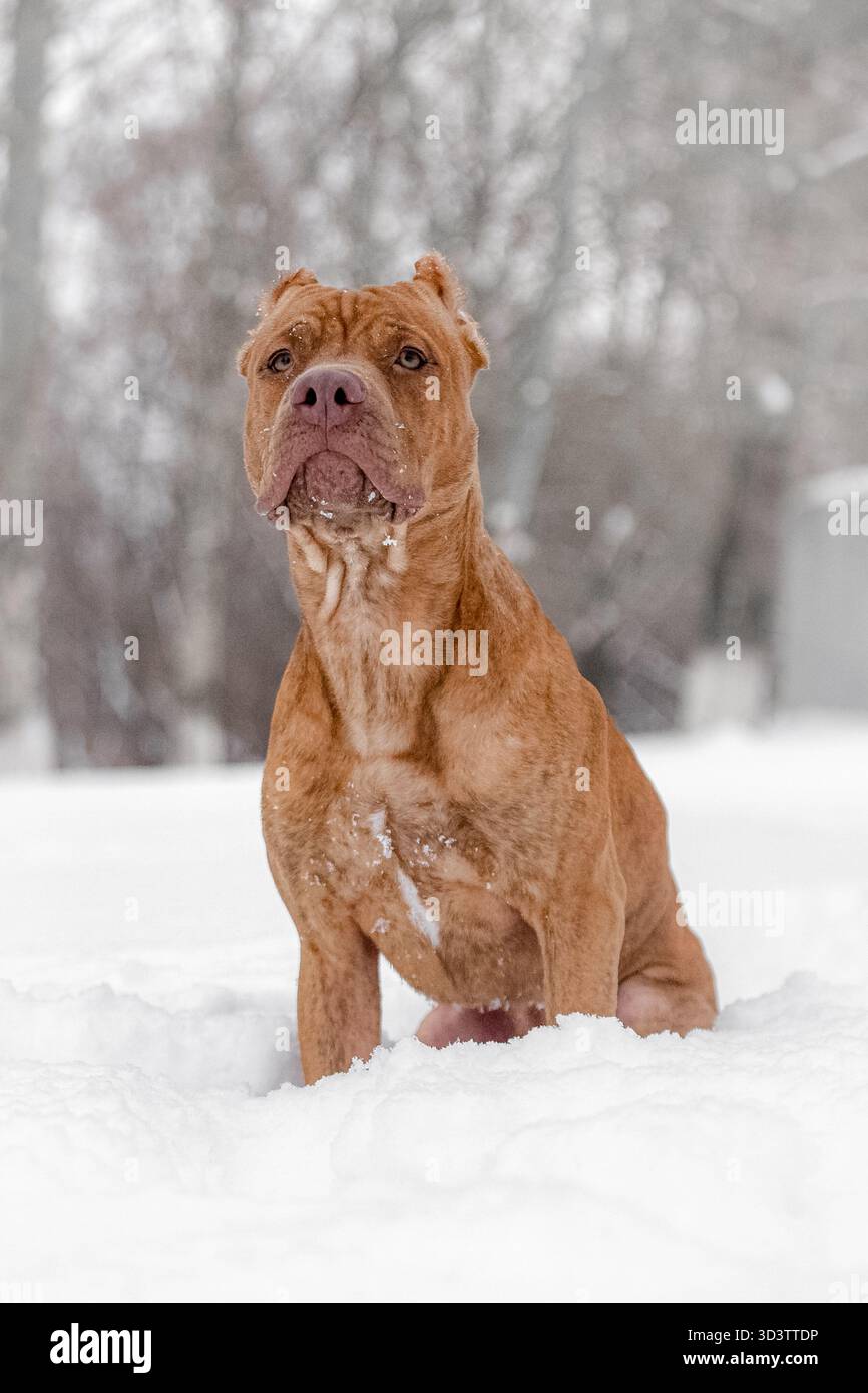 Toro di Pit Fawn seduto in un paesaggio innevato con orecchie corte e petto muscoloso, sguardo calmo. Foto Stock