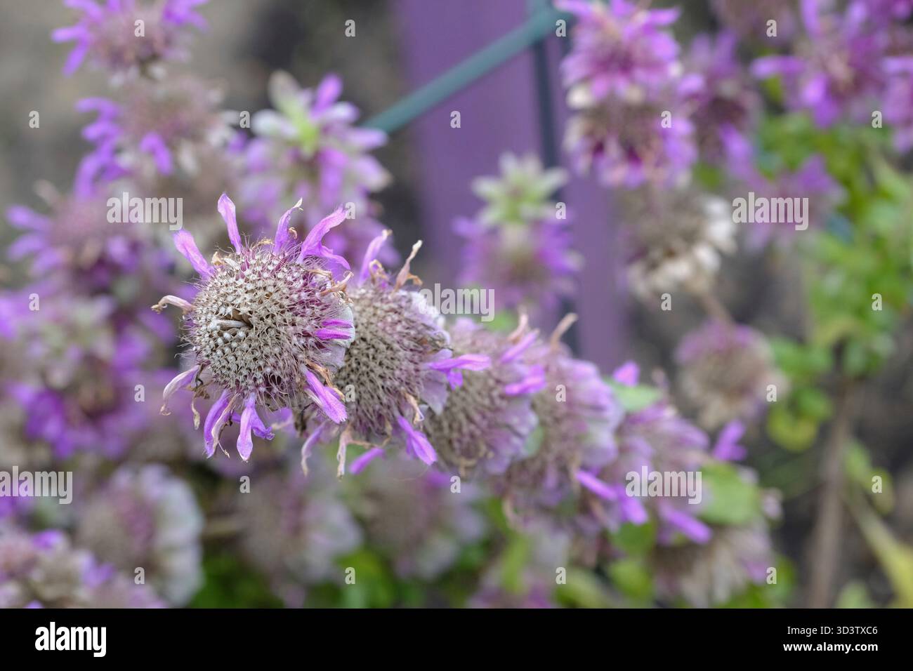 Beebalm maculato (Monarda punctata) che mostra i suoi bratti a strati e le fioriture adatte agli impollinatori a metà autunno nel Regno Unito Foto Stock