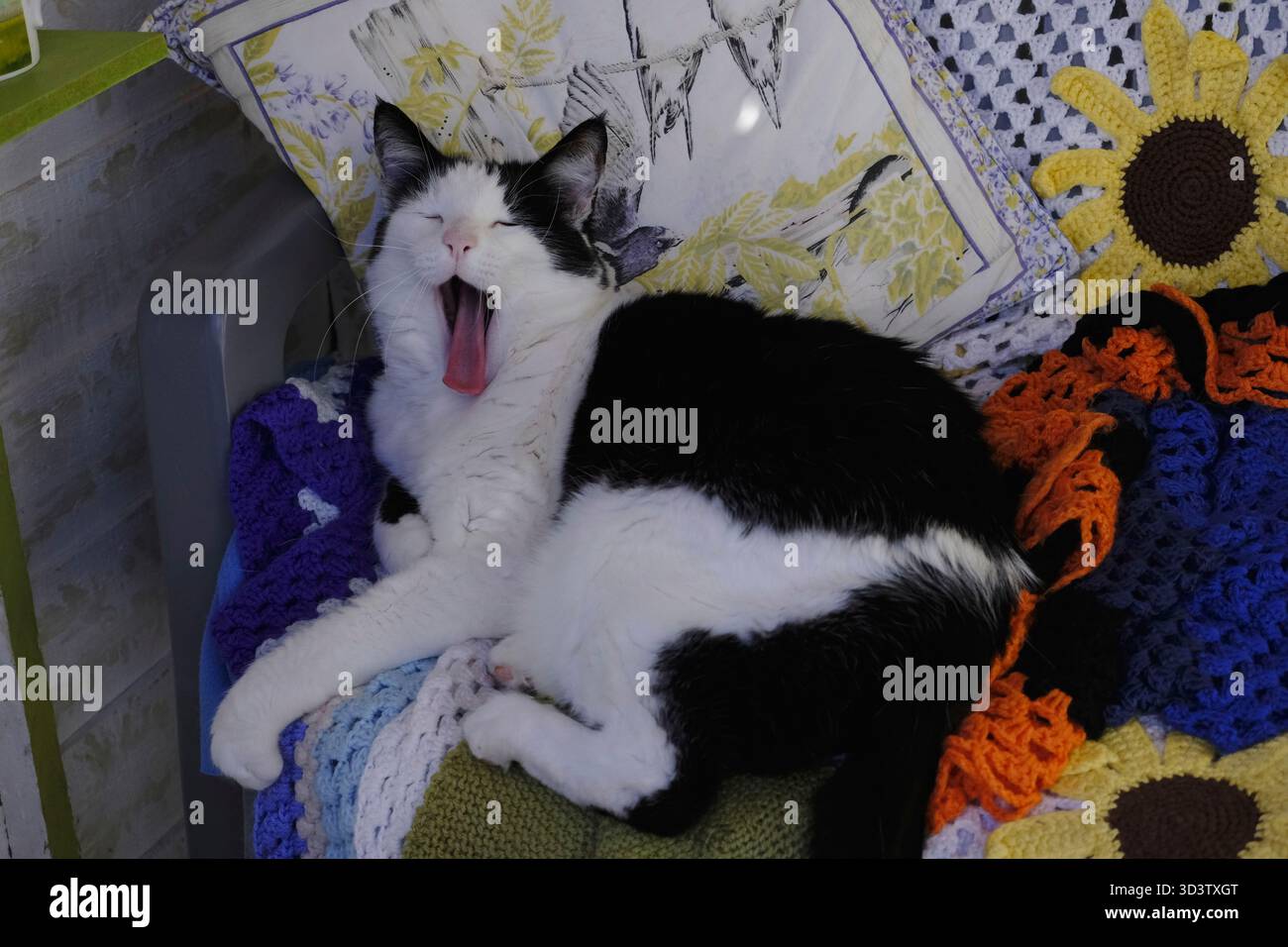 Sbadiglio per gatto bianco e nero mentre si riposa su una sedia con coperte a uncinetto all'interno di un capannone da giardino, Regno Unito. Foto Stock