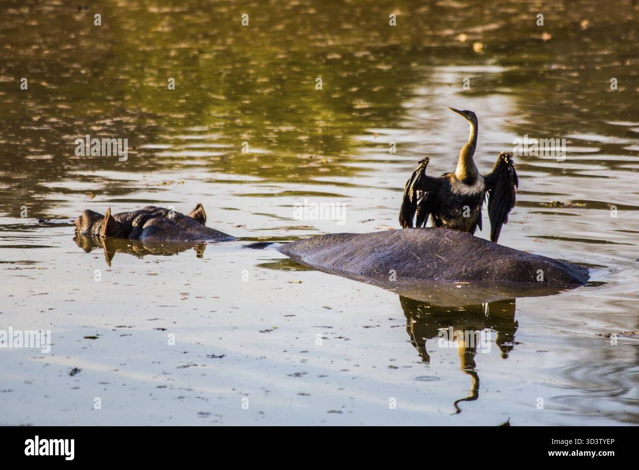 Ippopotamo con cormorano, rifugio Hippo nel Mlilwane Wildlife Sanctuary, Swaziland - eSwatini, Sud Africa, Milwane, Swaziland Foto Stock