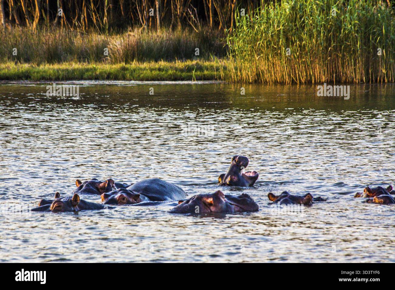 Ippopotami alla luce della sera, lago St Lucia, iSimangaliso Wetland Park, Sudafrica Foto Stock