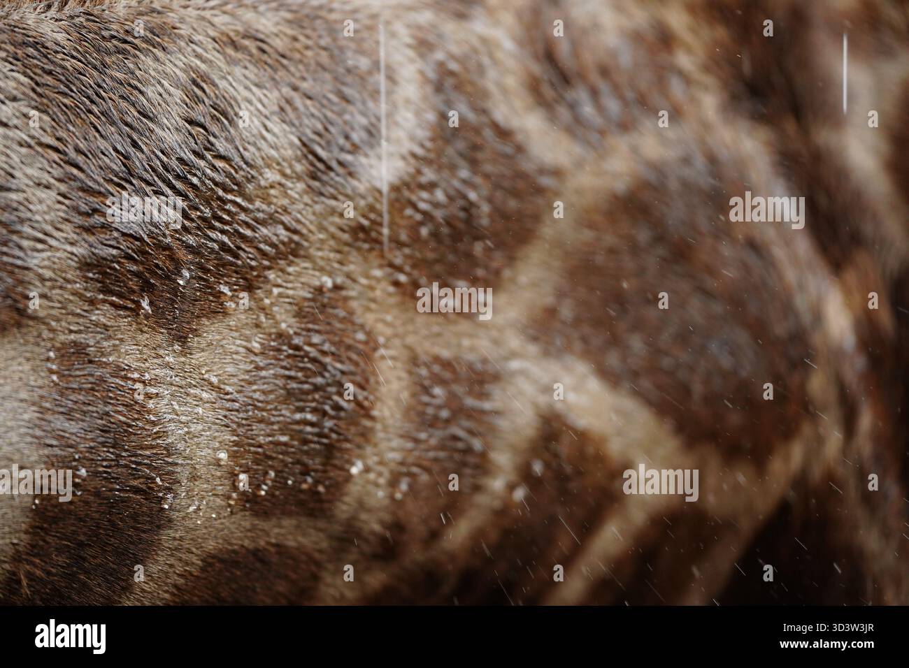 Vista ravvicinata unica della pelliccia di una giraffa che mostra motivi e consistenza in un ambiente naturale in una giornata di pioggia Foto Stock