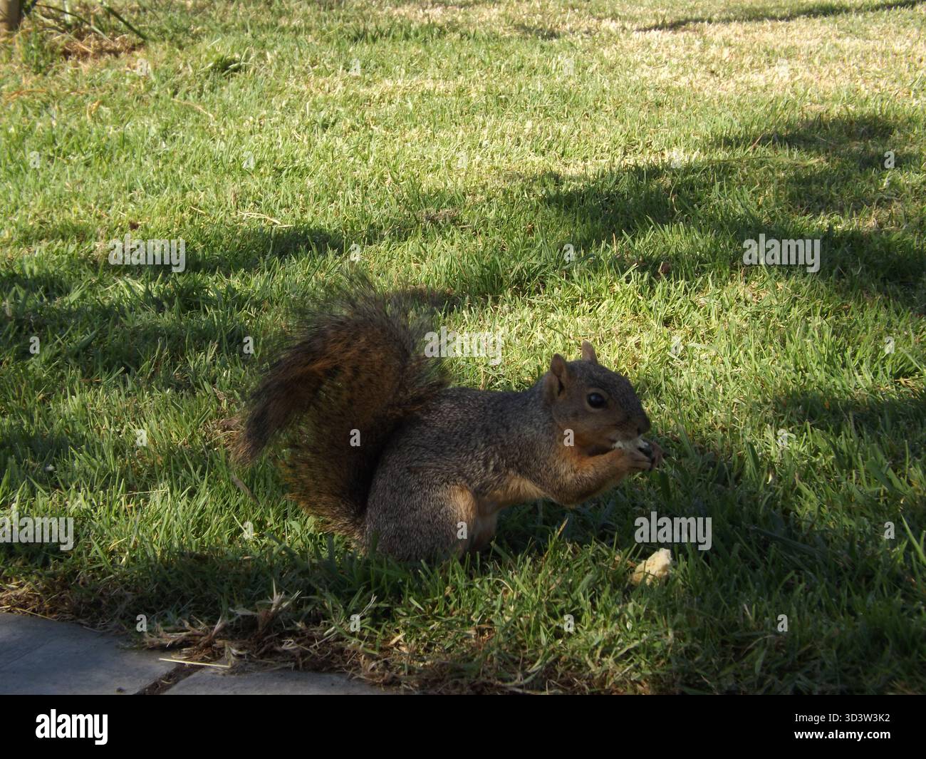 Scoiattolo bruno che mangia una noce su erba verde in un parco soleggiato Foto Stock