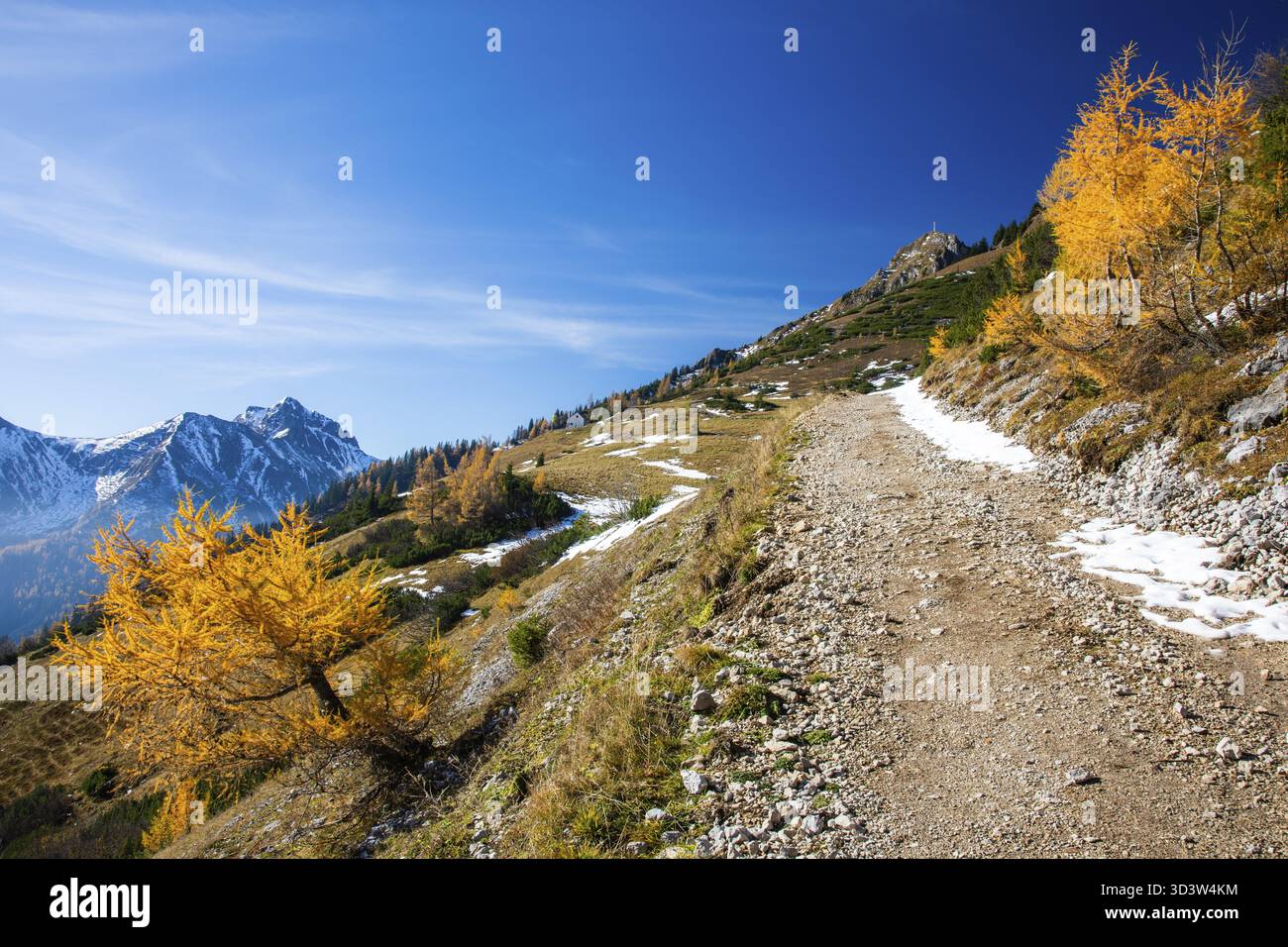 Atmosfera autunnale, larici con foglie, sentiero escursionistico per la Leobner Huette, alle spalle della catena montuosa Eisenerzer Reichenstein, Praebichl, Stiria, Foto Stock