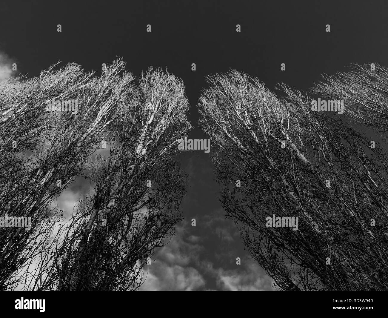 L'ascesa dei Giganti. Alberi alti. Foto Stock