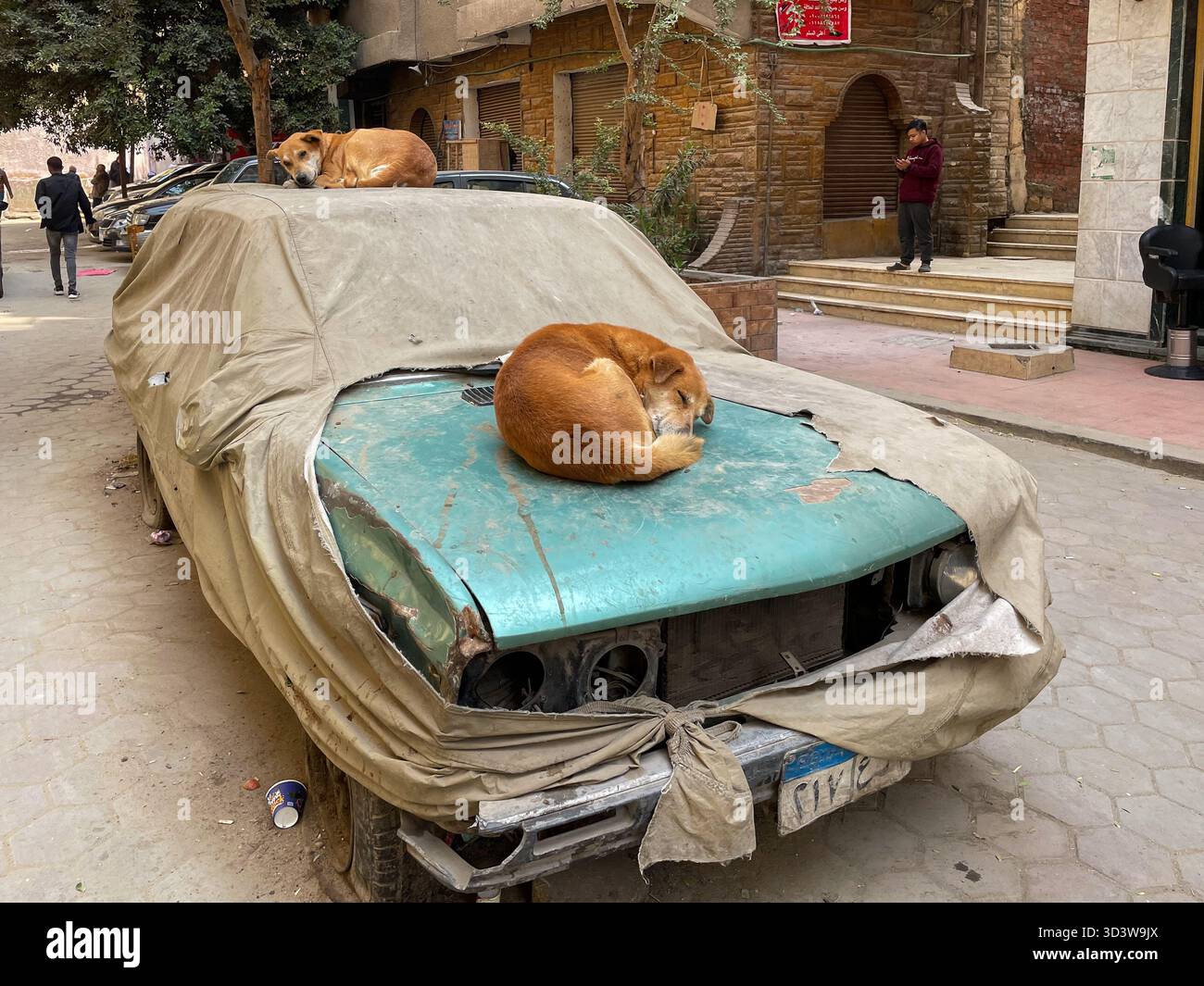 Due cani egiziani randagi baladi dormono su una vecchia auto coperta al Cairo, in Egitto Foto Stock