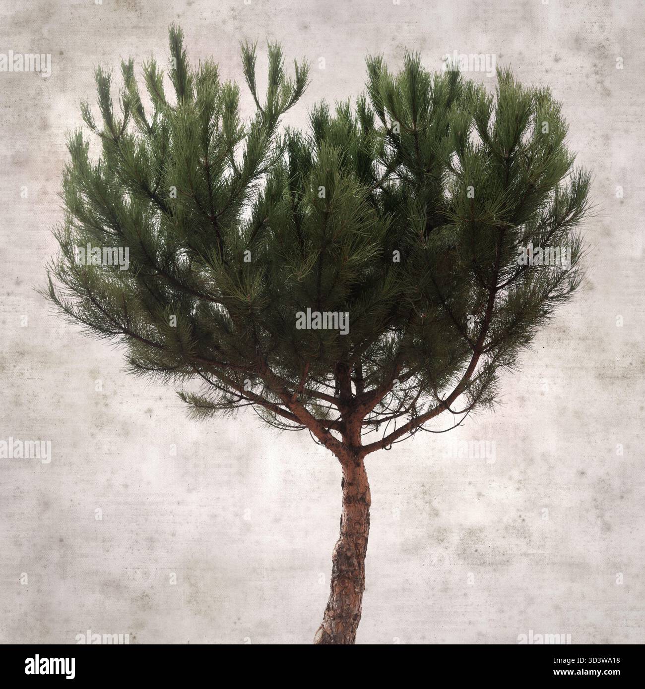 Elegante sfondo squadrato in carta vecchia testurizzata con un giovane esemplare di pino di pietra Foto Stock