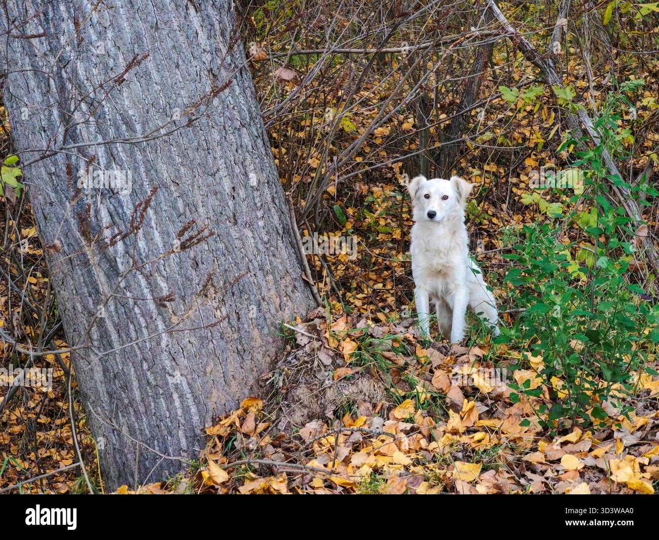 Sussurro del Wild Hound. Foto Stock