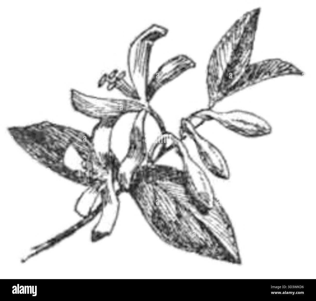 Una grafica della raccolta di poesie di Ada Negri, che mostra un'illustrazione drammatica che accompagna la sua poesia "Niedola Burze". La grafica riflette gli elementi tematici delle avversità e della lotta presenti nelle opere di Negri. Foto Stock