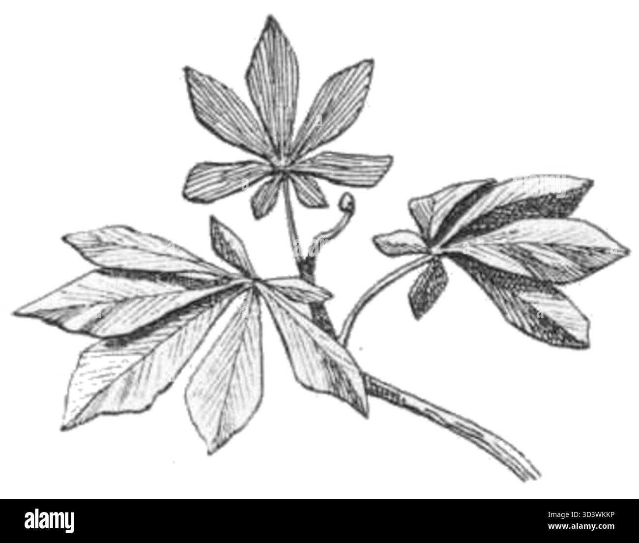 Un'illustrazione tratta dalla raccolta di poesie di Ada Negri del 1901 "Niedola Burze", presentata a pagina 34, che mostra la fusione di arte e letteratura. Foto Stock