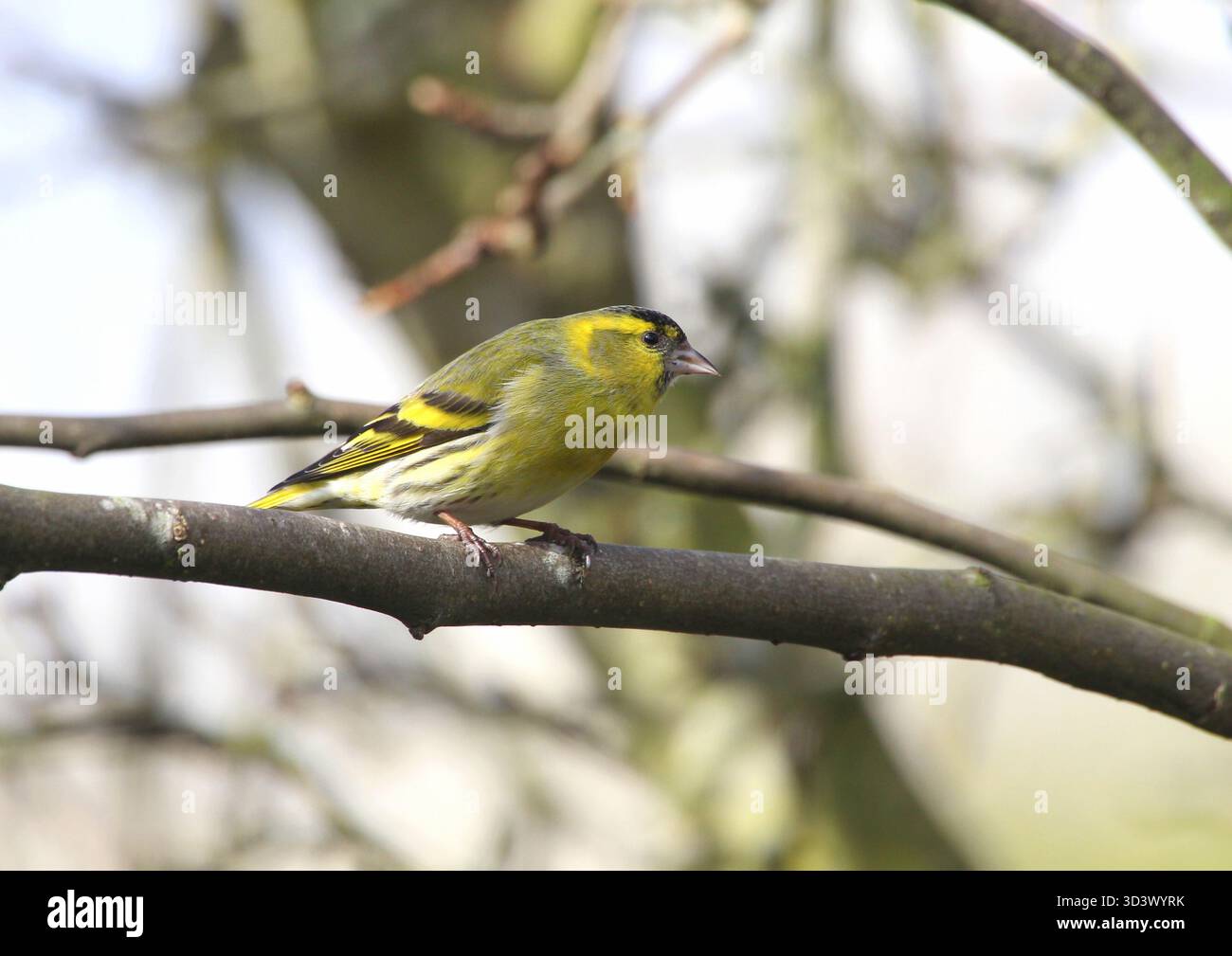 Siskin, Spinus spinus, maschio. Presa a Norfolk, in Inghilterra. Foto Stock