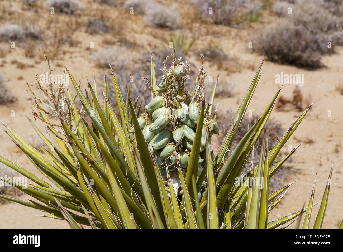Cialde di semi verdi Mojave Yucca. Parco nazionale di Joshua Tree, paesaggio desertico. Copia spazio (Yucca schidigera) Foto Stock