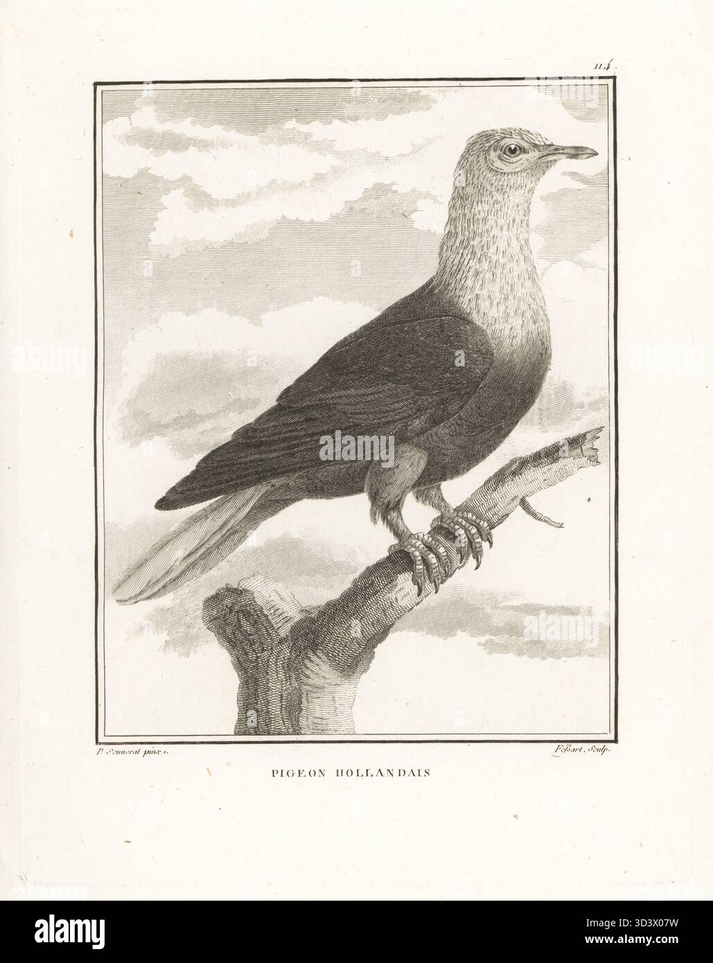 Mauritius piccione blu, Alectroenas nitidissimus. Estinta. Pigeon hollandais. Incisione Copperplate di Fessard dopo un'illustrazione di Pierre Sonnerat dal suo Voyage aux Indes Orientales et à la Chine (viaggio nelle Indie Orientali e Cina, Dentu, Parigi, 1806. Foto Stock