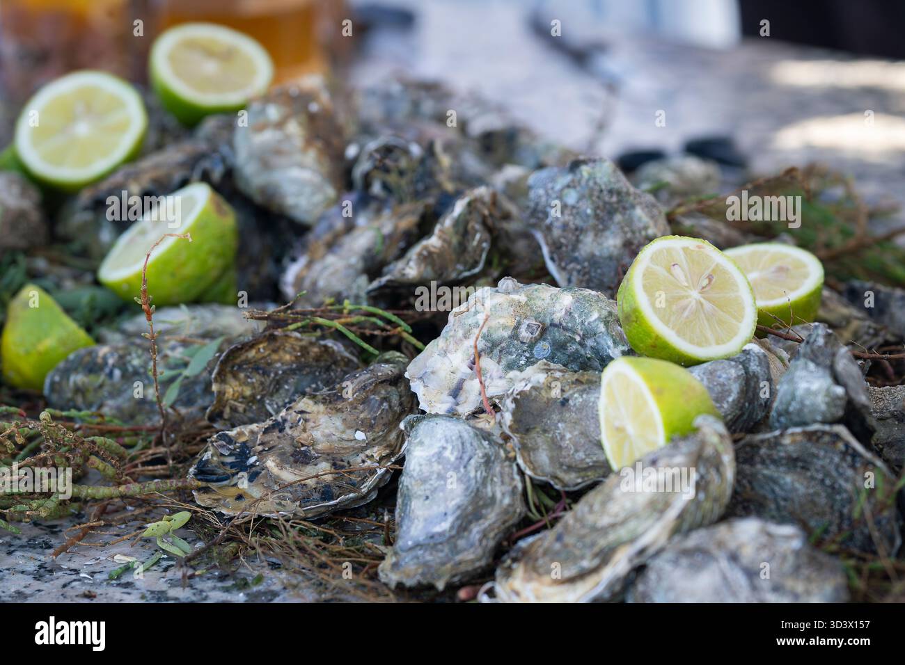 Ostriche fresche (Ostrea edulis) in vendita al mercato del pesce di Essaouira, Marocco. Ostriche fresche si accendono sul mercato del pesce nel porto di Essaouira medina, vendita di pesce. Foto Stock