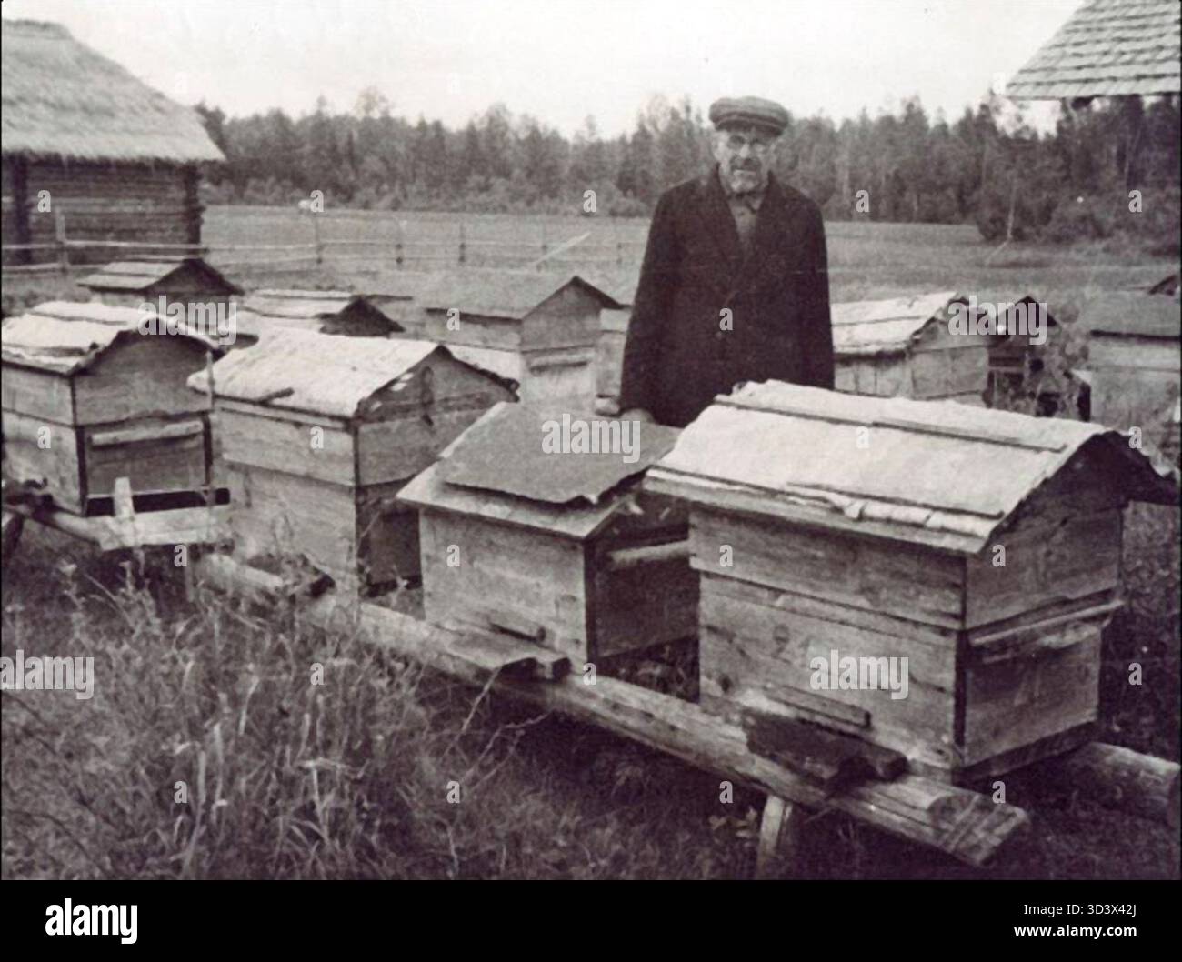 Kustas Selli, 73 anni, è raffigurato tra i suoi alveari nel villaggio di Savihha, il 1° luglio 1943, come parte della spedizione dell'Università di Tartu nella regione di Peipsi. Foto Stock