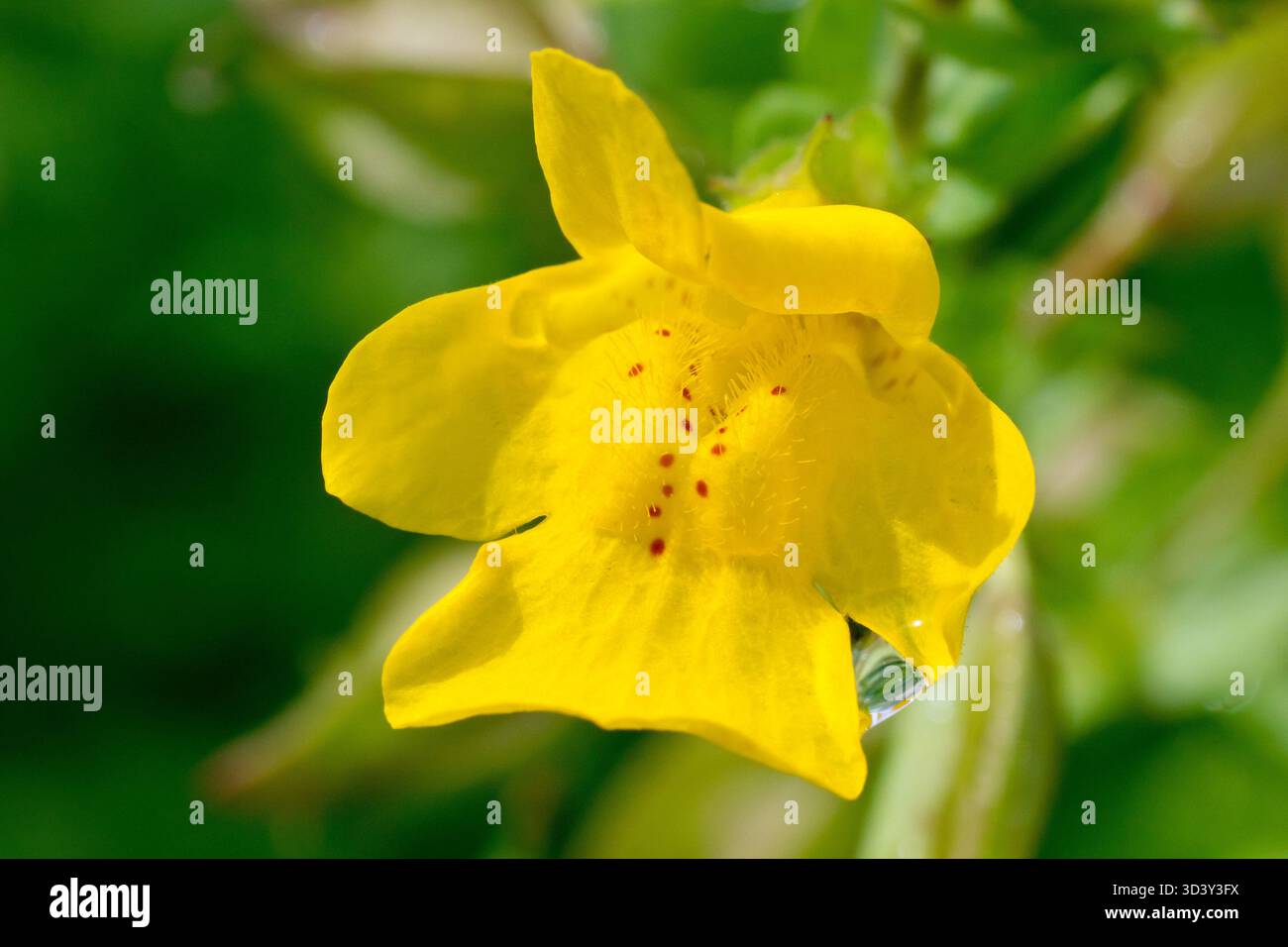 Fiore di scimmia o fiore di scimmia (mimulus guttatus), primo piano di un singolo fiore giallo che mostra le macchie rosse nella gola e sui petali. Foto Stock