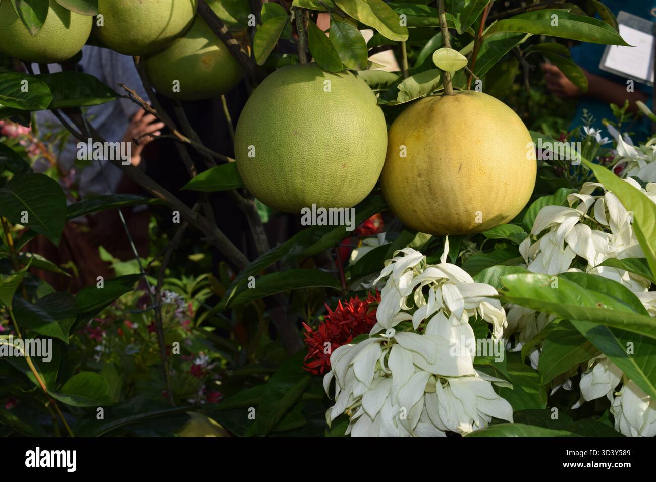 Pomelo - l'agrumato gigante con un tocco rinfrescante Foto Stock