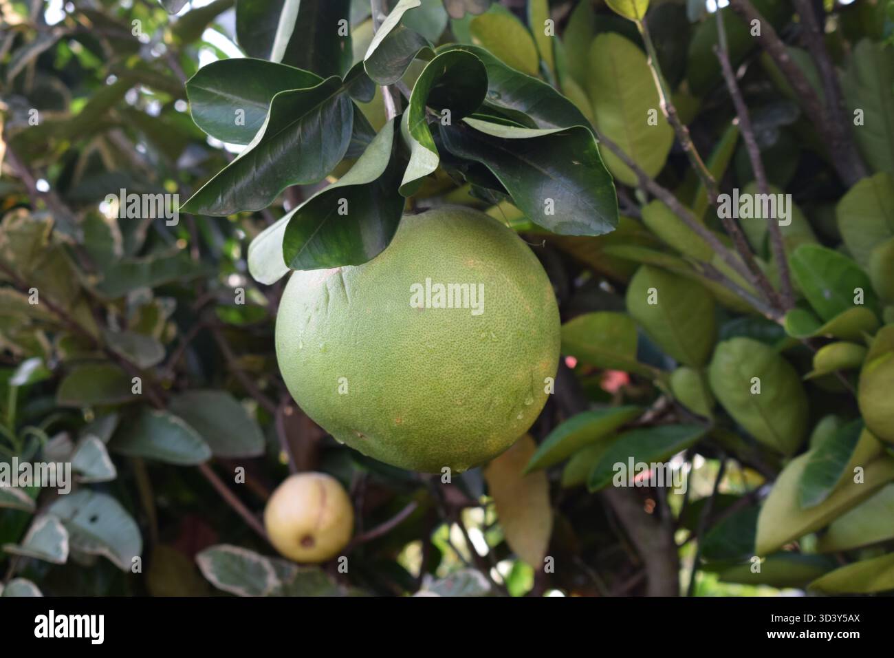 Pomelo - l'agrumato gigante con un tocco rinfrescante Foto Stock
