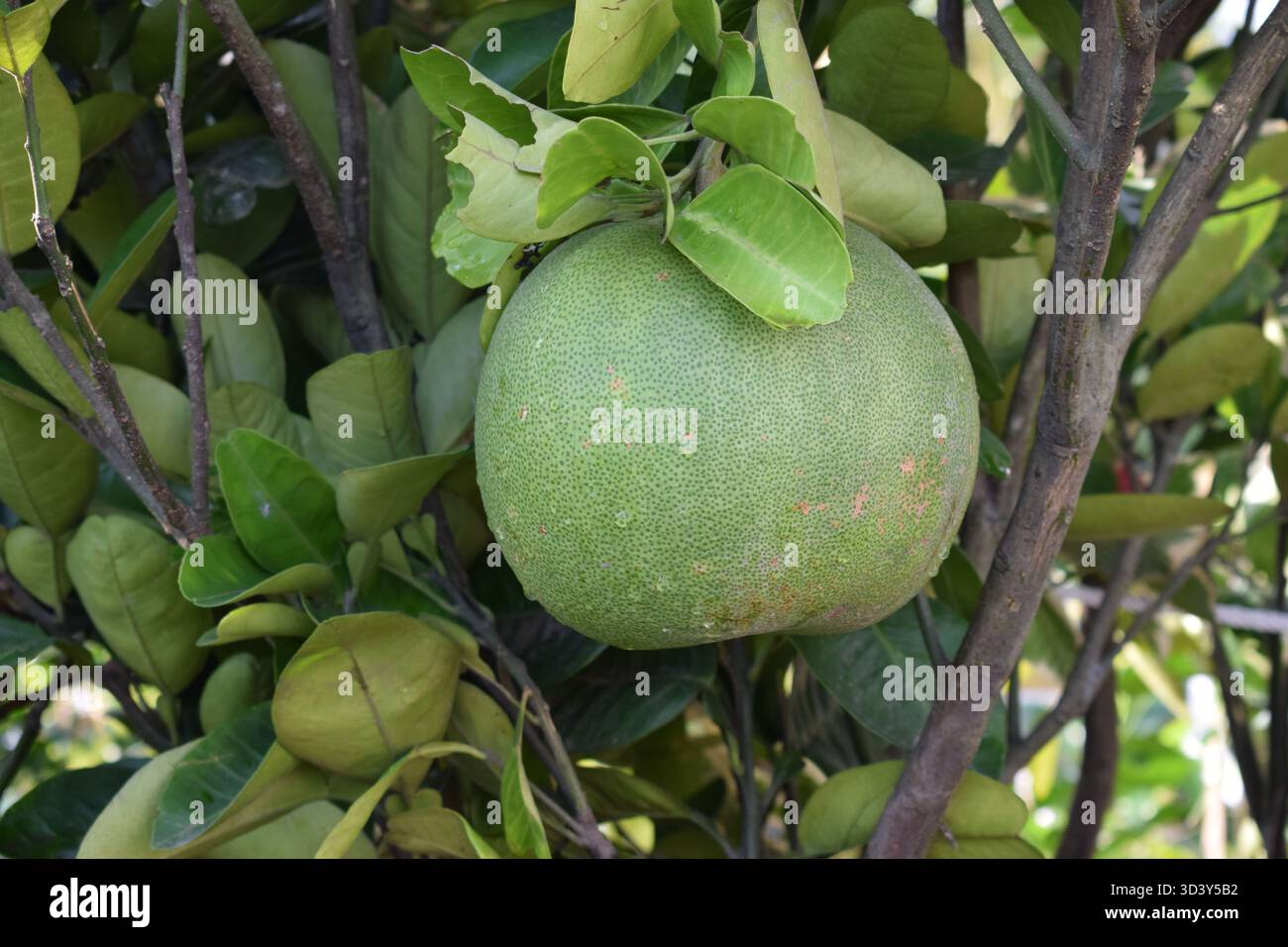 Pomelo - l'agrumato gigante con un tocco rinfrescante Foto Stock