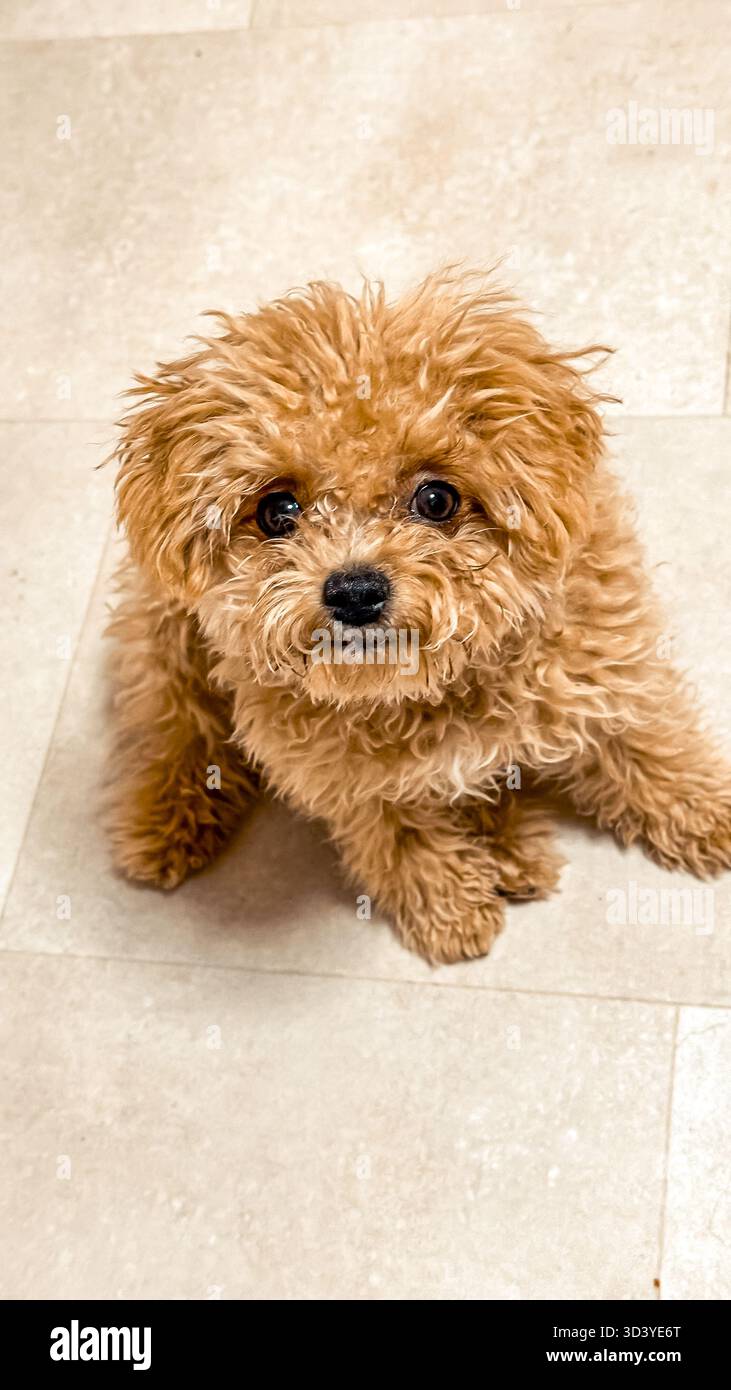 Adorabile e soffice cucciolo marrone con pelliccia riccia si trova su un pavimento di colore chiaro, guardando in alto con un'espressione curiosa, che mostra il suo giocoso e fascino Foto Stock