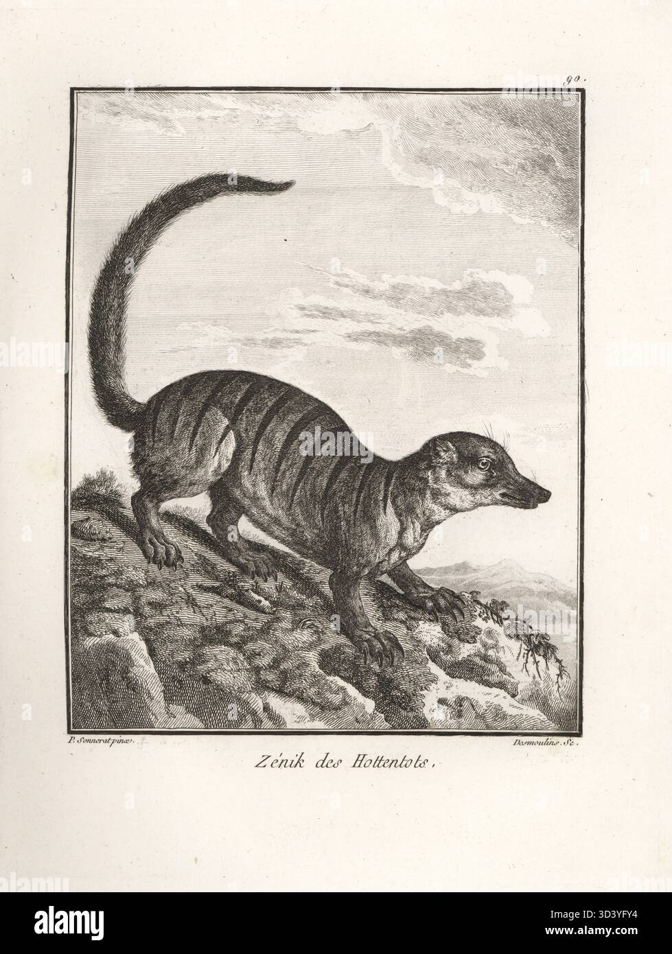 Meerkat o suricate, Suricata suricatta. Zenik des Hottentots, Viverra tetradactyla, Mus zenik. Incisione Copperplate di Desmoulins dopo un'illustrazione di Pierre Sonnerat dal suo Voyage aux Indes Orientales et à la Chine (viaggio nelle Indie Orientali e Cina, Dentu, Parigi, 1806. Foto Stock