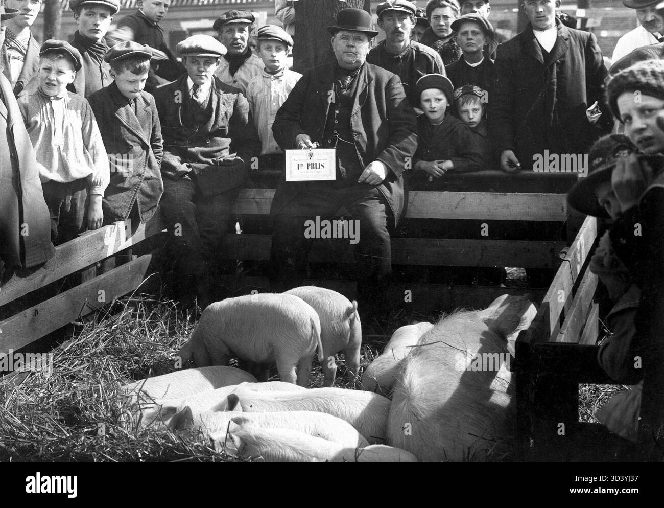 Una fotografia del 1914 di un allevatore di bovini in una mostra di bestiame a Purmerend, nell'Olanda settentrionale, che mostra i suoi suinetti premiati. L'allevatore, Thomas Schreuder, era un importante agricoltore della regione. Foto Stock