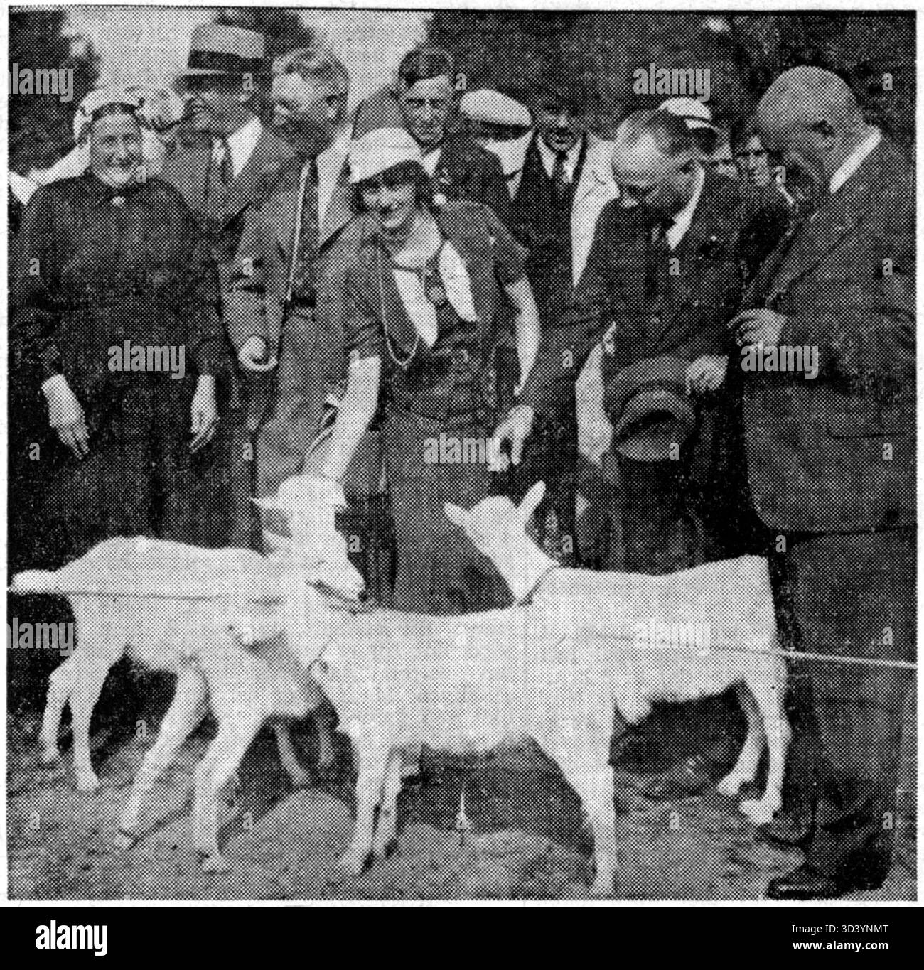 Il 4 settembre 1936, l'esposizione del bestiame del Gooische Landbouw-Sportvereeniging è stata ufficialmente inaugurata dal sindaco di Laren, Jhr. H. L. M. van Nispen van Sevenaer. Questo evento ha segnato un'importante occasione nelle tradizioni agricole e sportive della regione. Foto Stock